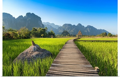 Rice Field Of Laos