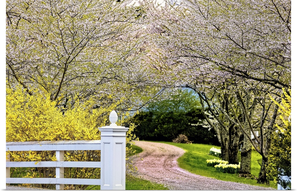 Country Road Lined with Blooming Cherry Trees, Hunterdon County New Jersey.
