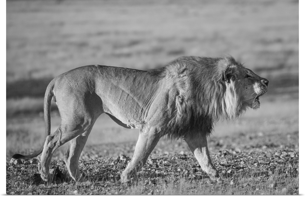 A lion roars whilst patroling his territory.