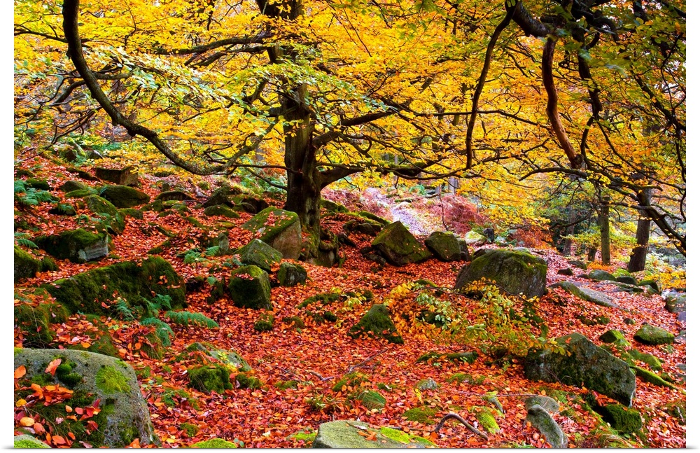 A beautiful autumn woodland with golden leaves and moss covered rocks beneath the trees.