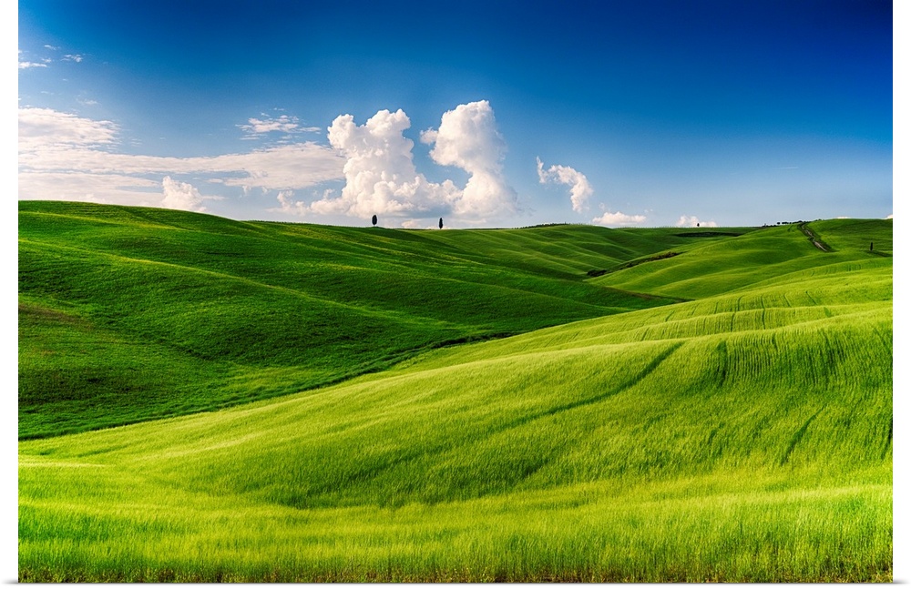 Rolling hills with cypress trees and wheat fields, San Quircio D'Orcia, Tuscany, Italy.