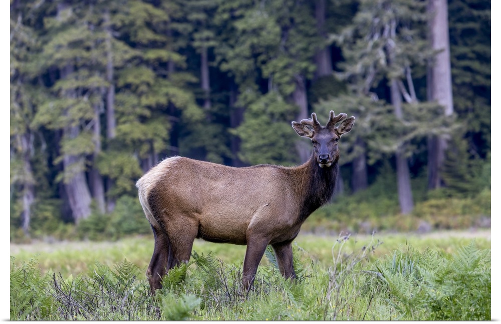 USA, California, Young Roosevelt elk bull in velvet (Cervus canadensis roosevelti)