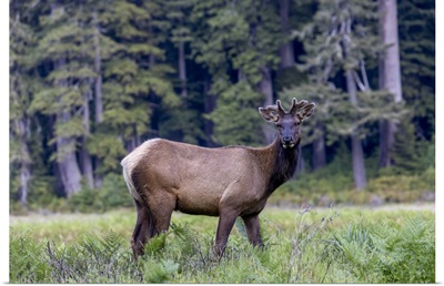 Roosevelt Elk Bull With New Antlers, California
