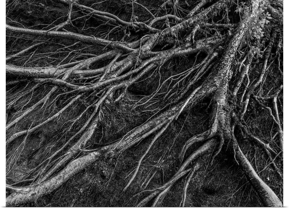 Black and white photograph of tree roots, highlighting the textures with contrast.