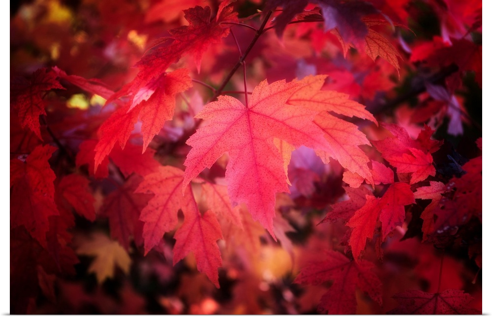 Bright red maple leaves on a tree branch.