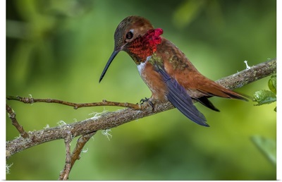Rufous Hummingbird, Kitsap County, Washington