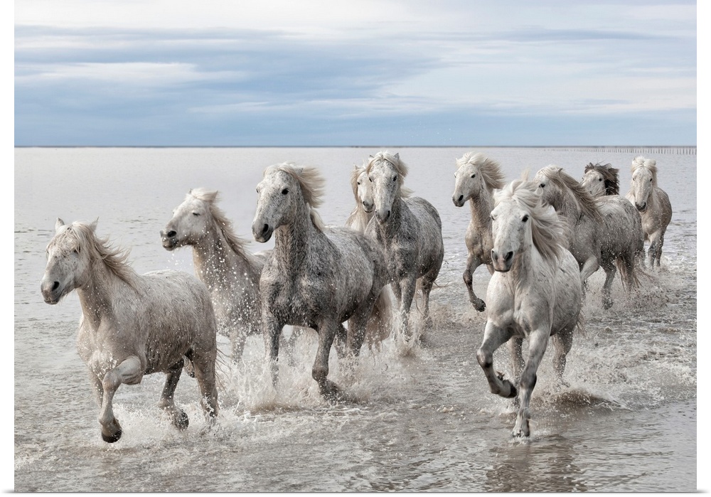 Wildlife photograph of a herd of wild horses galloping across the water.