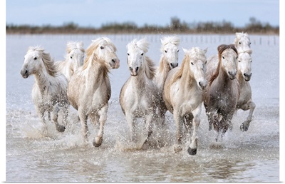 Running wild horses