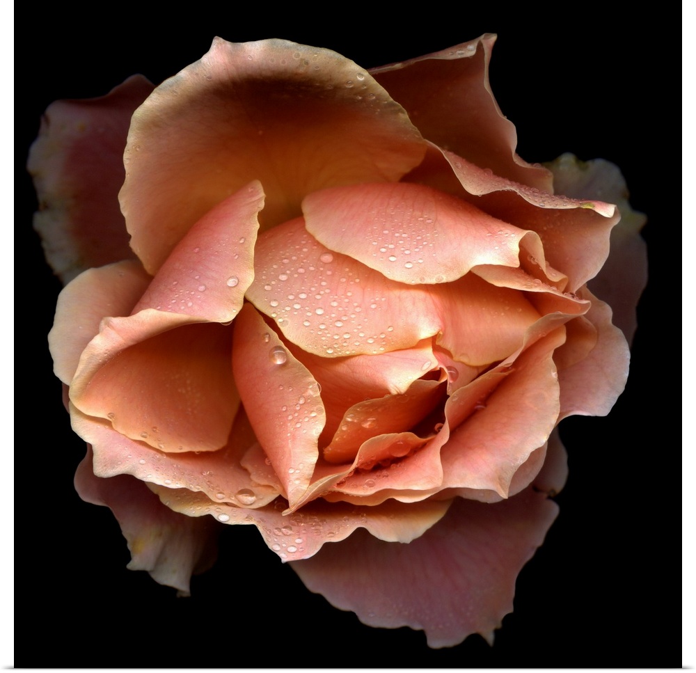 Salmon coloured rose from the top showing petals opening. This rose type is called, Just Joey.