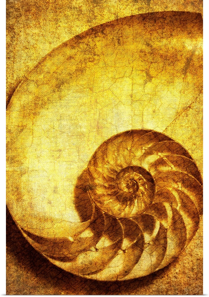 A contemporary close-up of a nautilus shell rendered in textured pure gold effect.