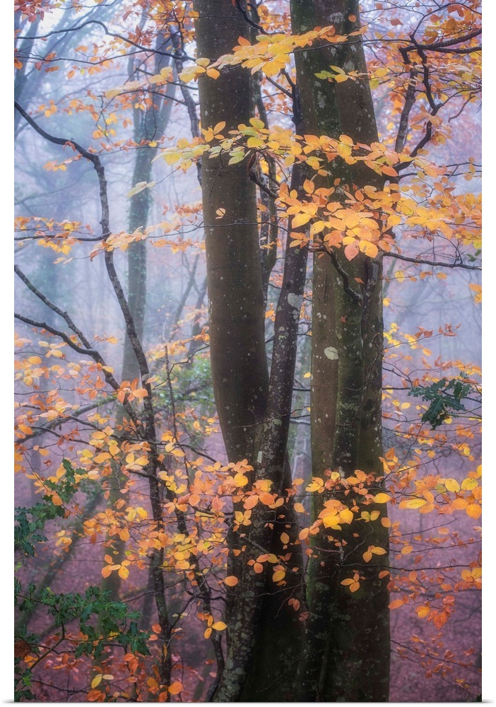 Orange leaves contrasting against the dark wood in a misty forest.