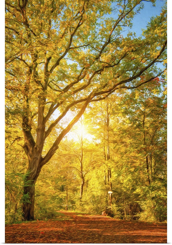 Photo Expressionism - The sun passes through a forest in autumn.