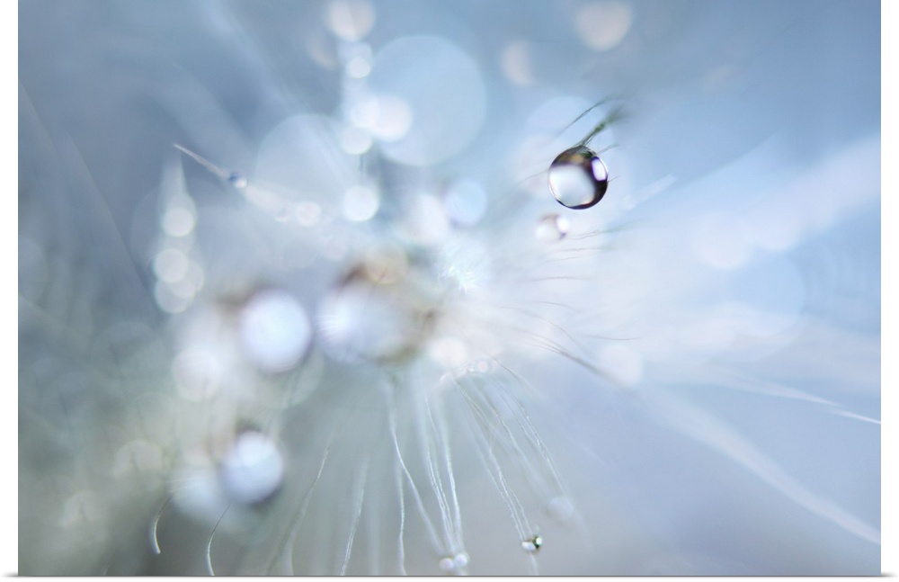 Macro image of a dew drop on white dandelion seeds.