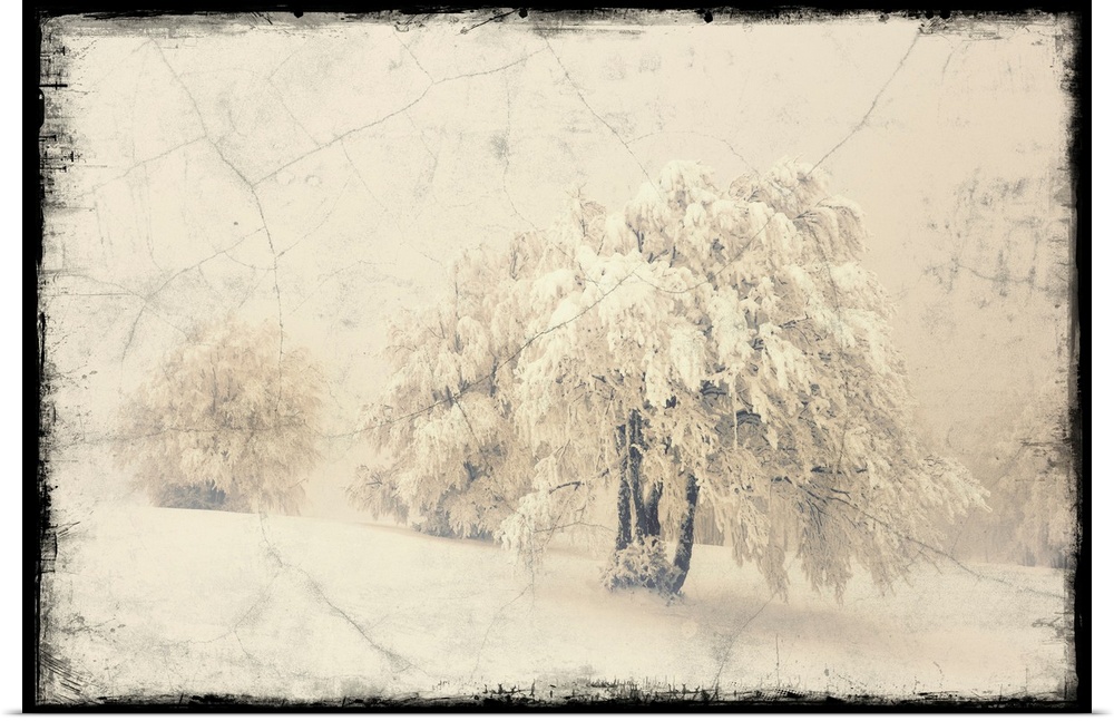 Trees under the snow with the addition of a photo texture