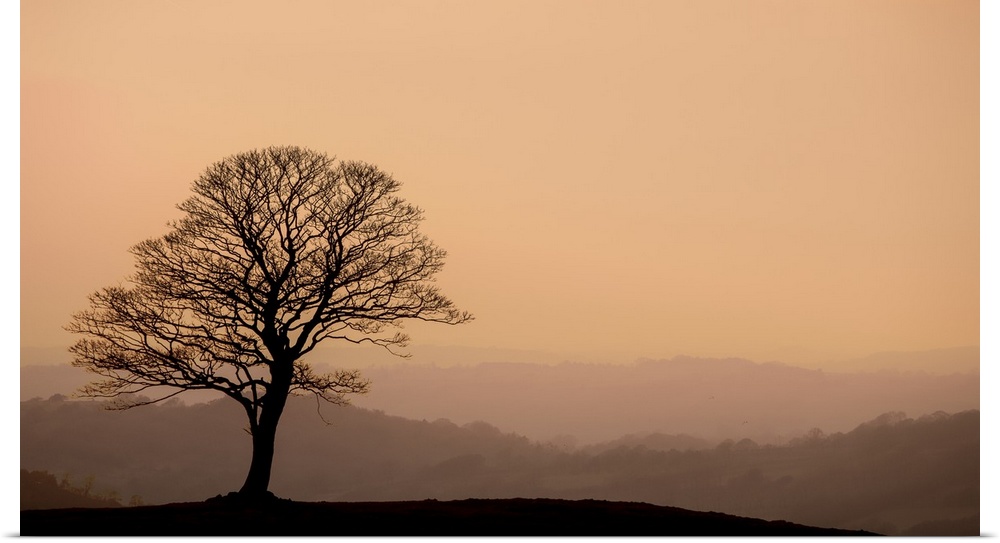 A photograph of a silhouetted bare branched tree standing lone against a hazy landscape background.