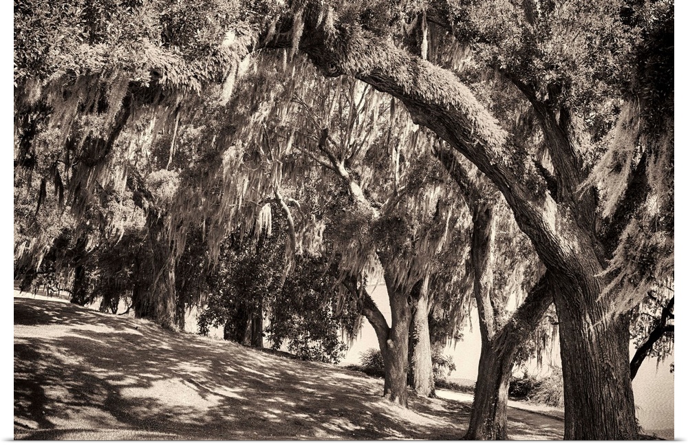 Sepia-toned fine art photo of a row of large trees with Spanish moss.