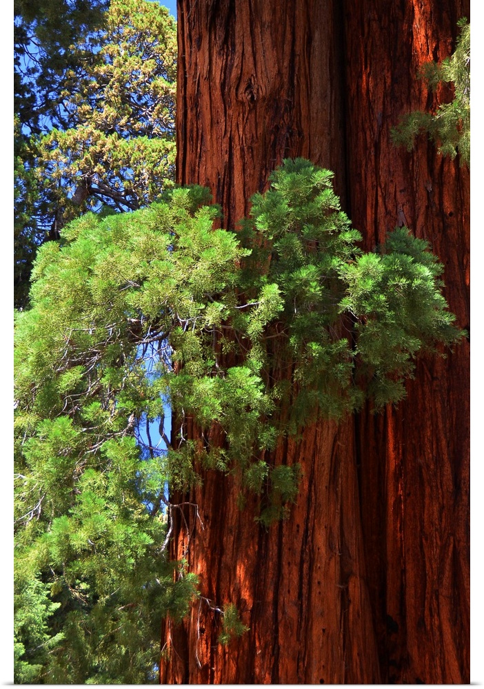 Sequoia trunk close up