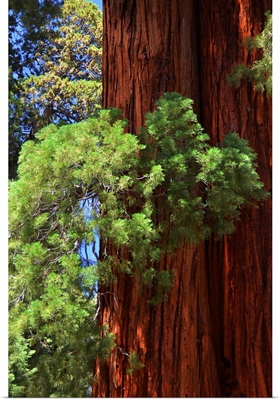 Sequoia Art