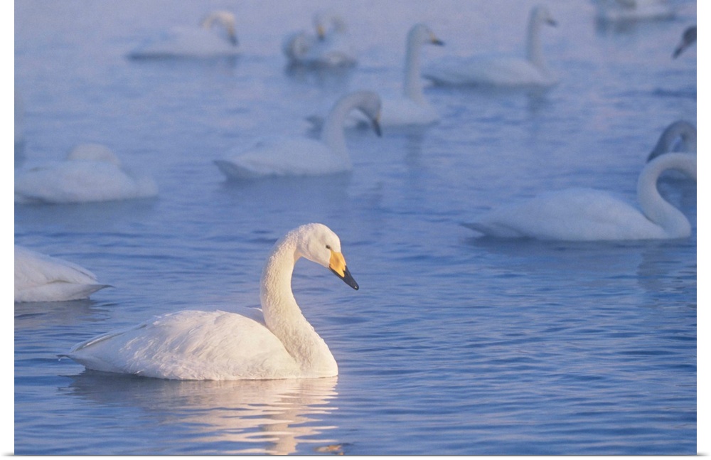 Whooper swans are found in the Eastern Hemisphere. Swans pair for life and can live for up to 35 years in the wild.