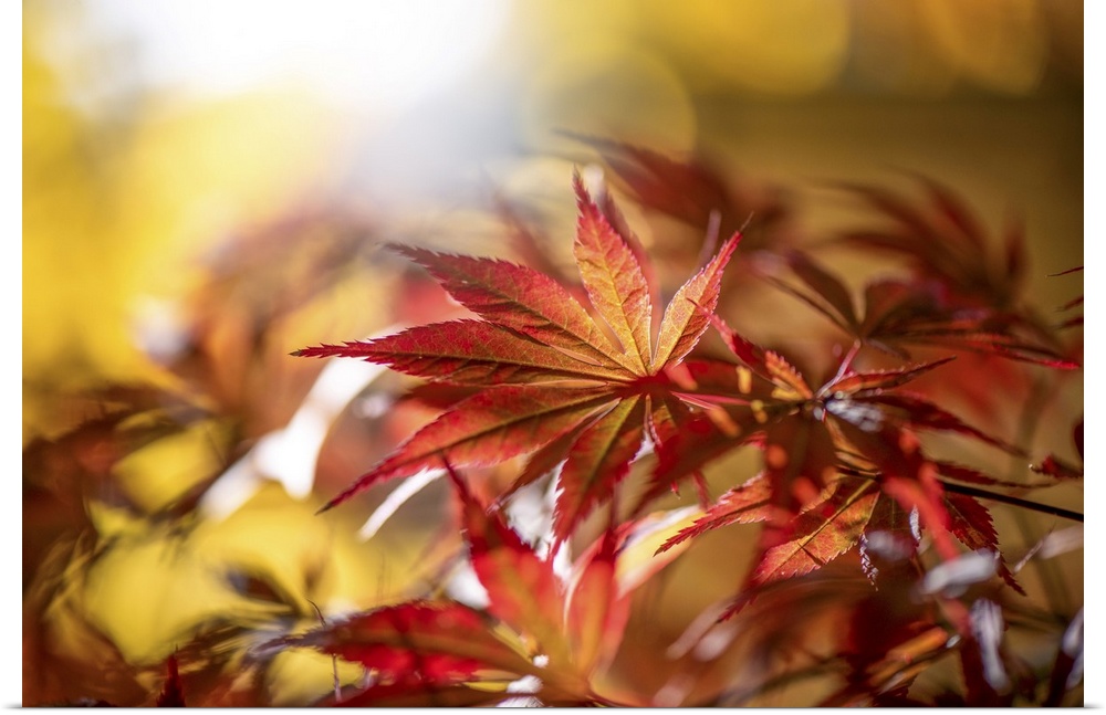 Maple leaves bathed in sunlight.