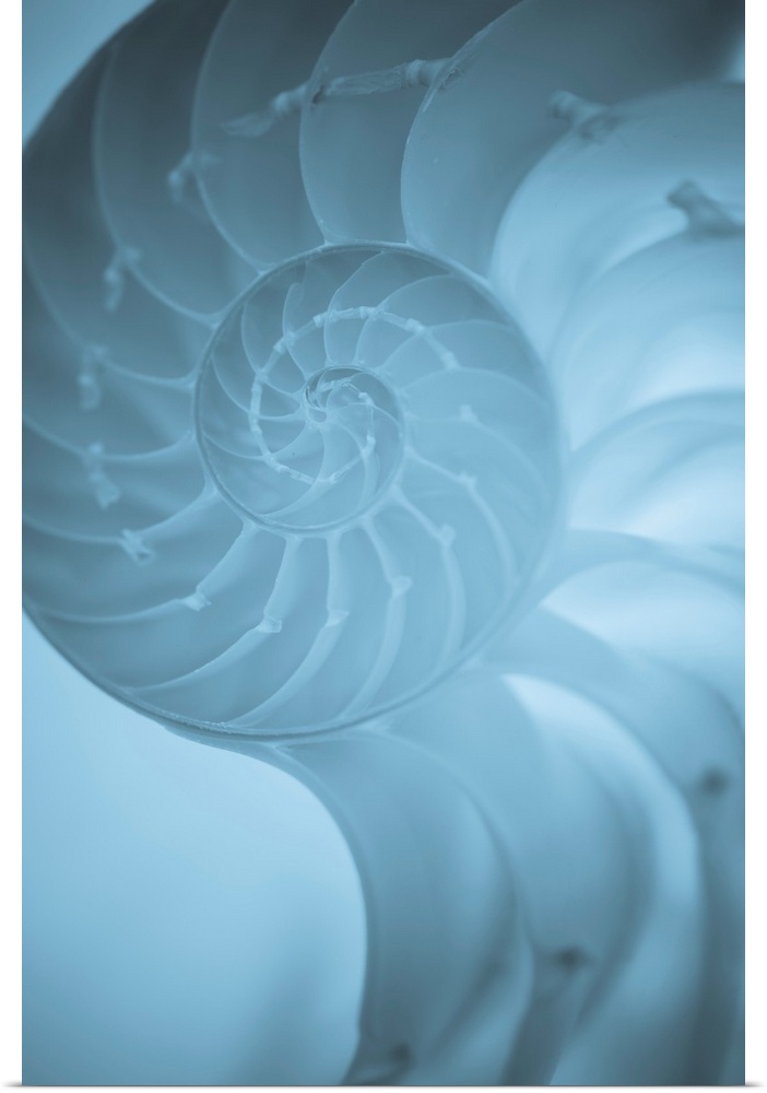 A contemporary close-up of a nautilus shell rendered in textured cool blue.