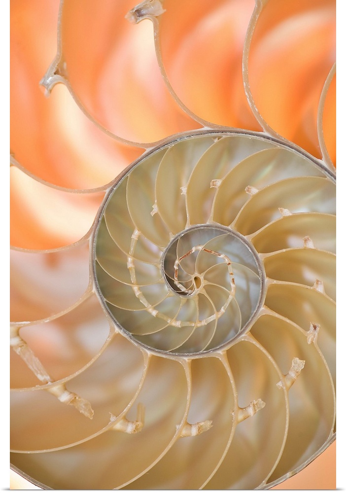 A contemporary close-up of a nautilus shell rendered in glowing neutral tones.