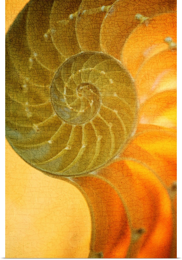 A contemporary close-up of a nautilus shell rendered in textured vintage glowing gold effect.