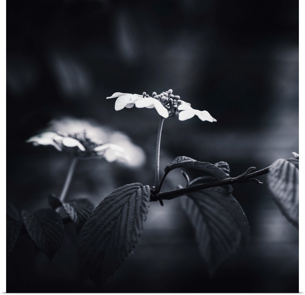 Hydrangea in black and white