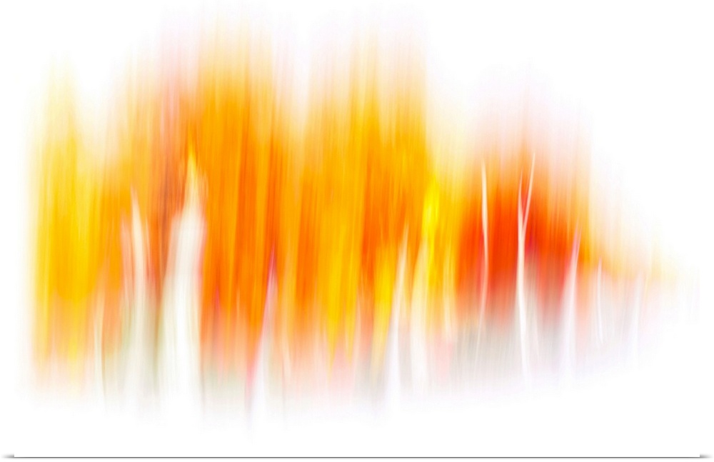 Abstract photography - the image was made using the ICM (Intentional Camera Movement) technique. A row of trees in Fall, p...