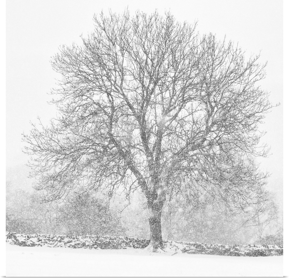 A lone bare winter tree in heavy falling snow and an English dry stone wall.