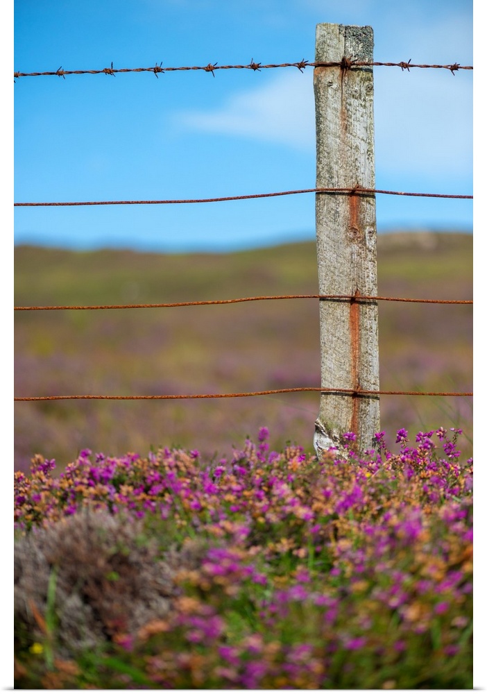 Fine art photo of a wooden post with wire in a field of purple flowers.