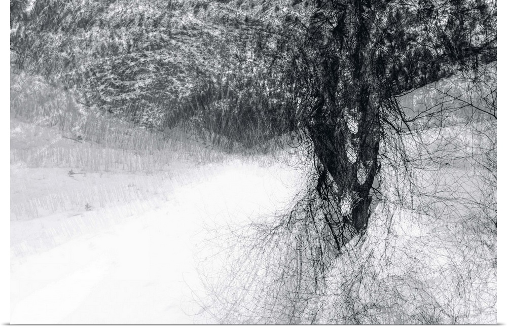 An abstract photograph of a tree in black and white.