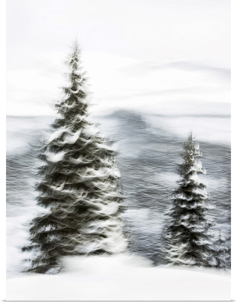 Snowy Trees III