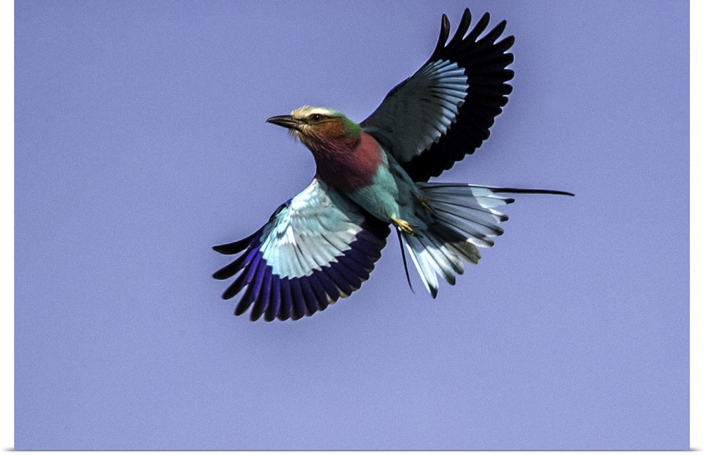 A Lilac-breasted Roller flying in the air with a blue sky above.