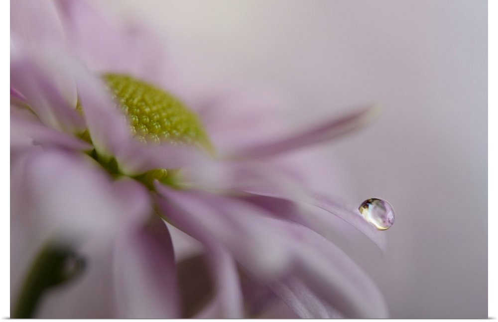 Close-up, macro view of A drop of water on a petal.