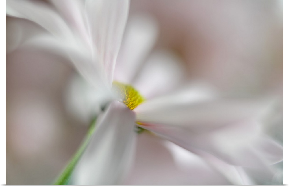 Soft focus macro image of white petals on a daisy.