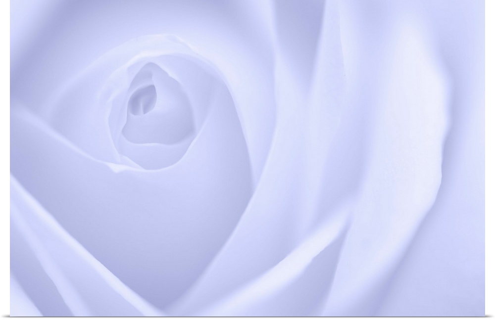 A contemporary close-up of a rose bud opening filling the frame toned in cool purplish white.