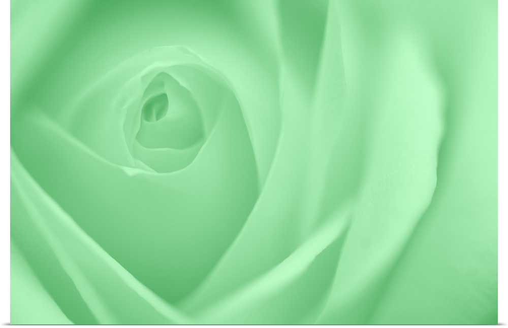 A contemporary close-up of a rose bud opening filling the frame toned in cool deep mint green.