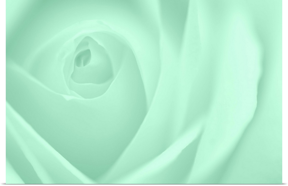 A contemporary close-up of a rose bud opening filling the frame toned in cool mint green.