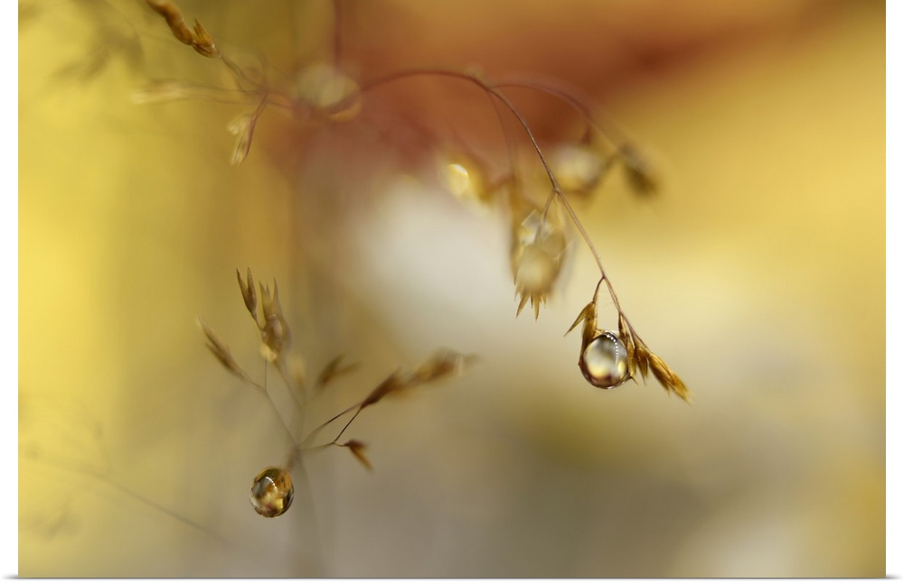 Photo of a straw with waterdrops.