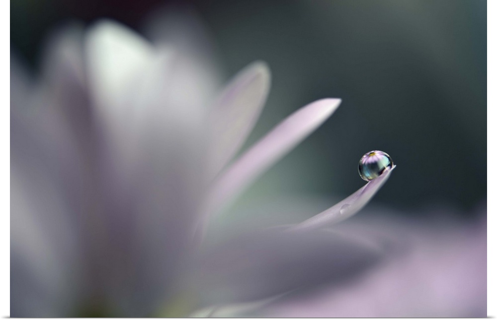 A photograph of a white flower with a water droplet hanging from the end of one of its petals.