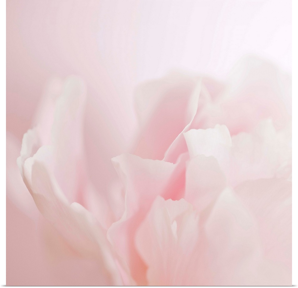 Soft pastel photograph of a flower with delicate petals, subtly blending into the pale background.
