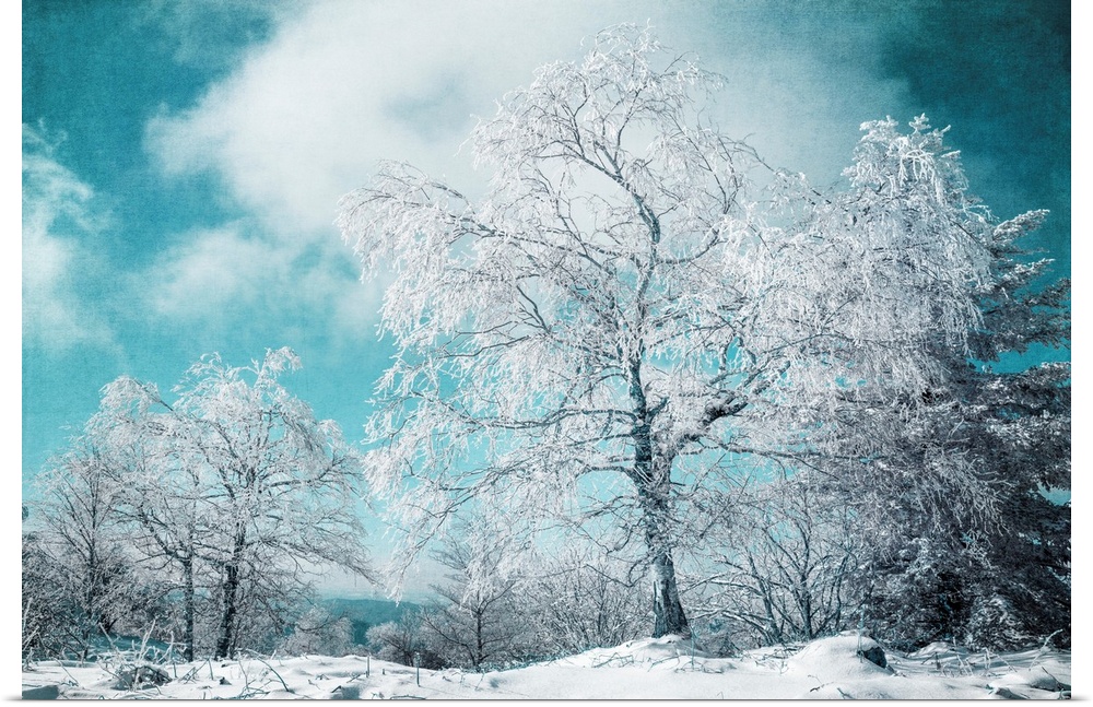 Frozen trees against blue sky
