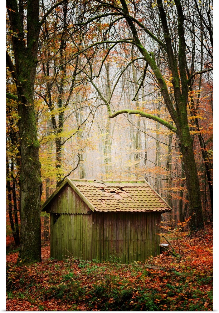 Wooden hut in a forest