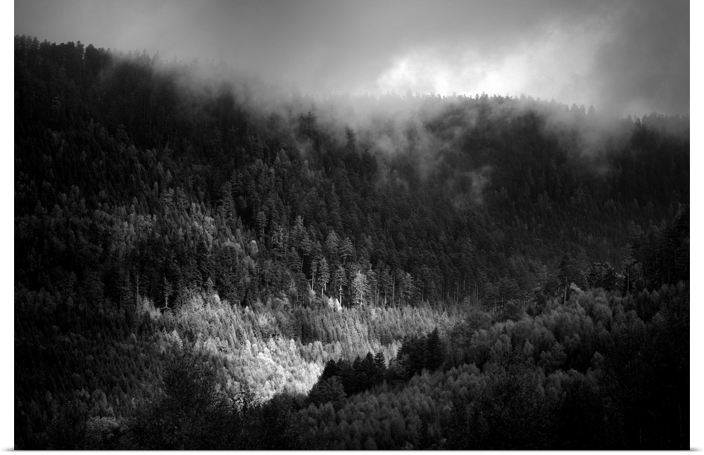 Black and white photograph of tree-filled rolling hills with low baring clouds covering the top.