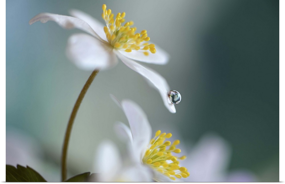 A macro photograph of a white flower with a water droplet on the end of a petal.