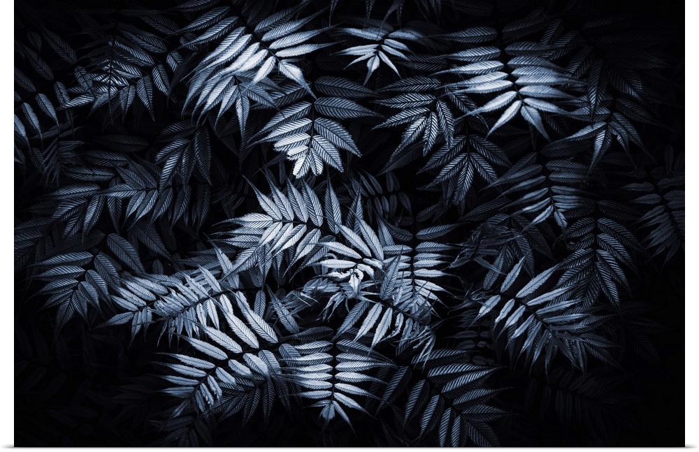 Leaves of sorbaria on a black background