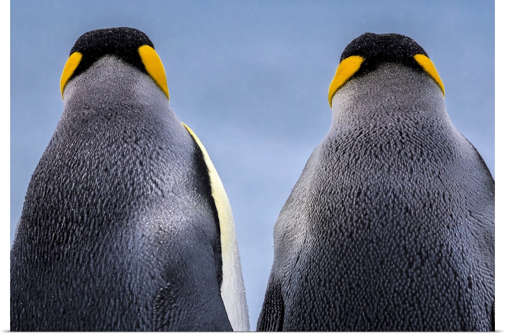 South Georgia Island (British Overseas Territory), King penguin (Aptenodytes patagonicus)