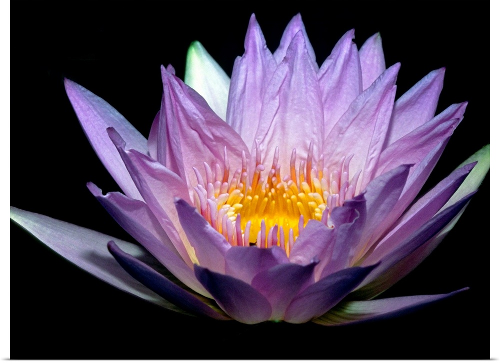 A water lily is illuminated from underneath against a dark background.