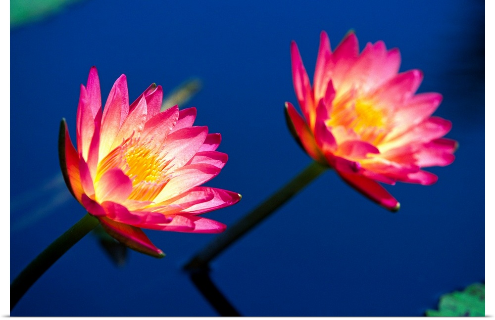 Two brightly colored water lilies poke out above the water surface.